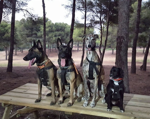 Adiestramiento Canino HOLISTICAN