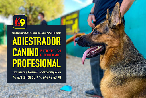 Adiestramiento canino en Málaga - Escuela canina K9 Málaga