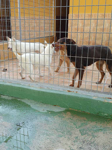 Paraíso Residencia Canina