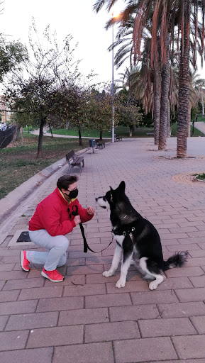 Adiestramiento Canino A Domicilio