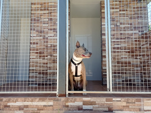 Hachiko Residencia Canina