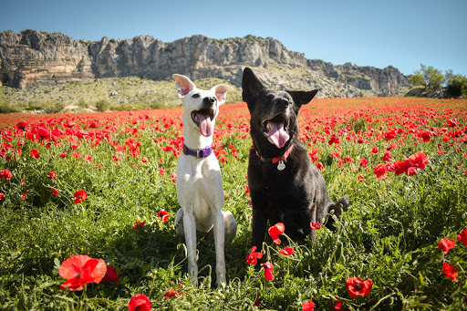 Wedog   Adiestrador Canino Málaga