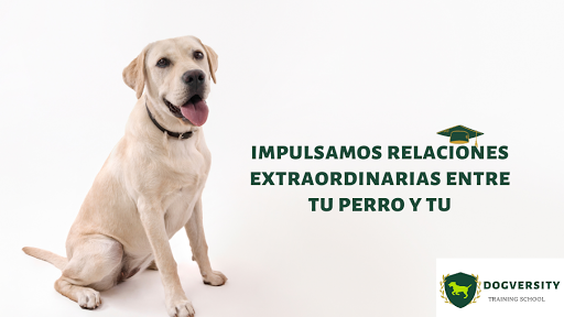 Dogversity Spain Adiestramiento Canino