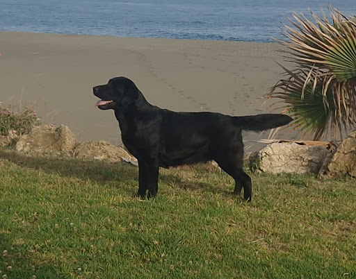 Javer-Keleb Labrador Retriever y Jack Russell