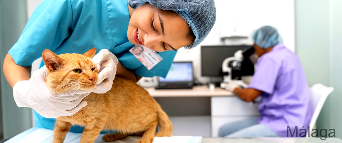 Las 20 mejores veterinarios de gatos en Málaga