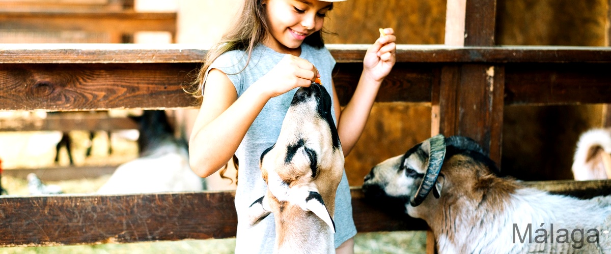 ¿Qué actividades se pueden realizar en una granja para ir con niños en Málaga?