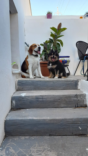 De Los Reyes Dog Hotel