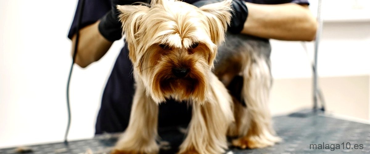 Las 8 mejores peluquerías caninas de Málaga