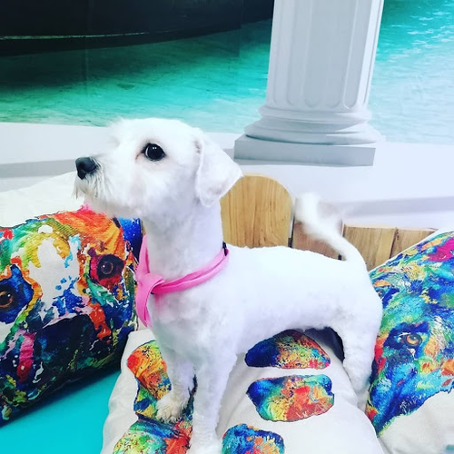 Salón de Belleza Canina Tyara