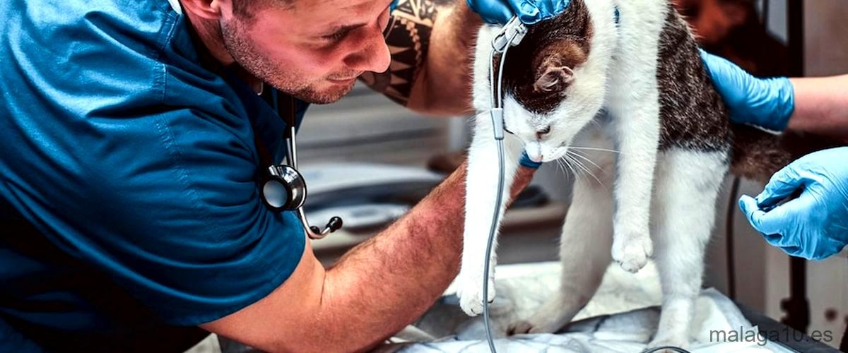 Los 4 mejores servicios de urgencias veterinarias de Málaga